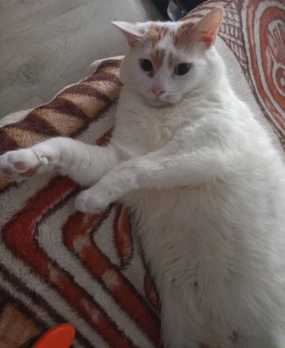 Mega_Smieszek - Kotken zdziwiotken ᶘᵒᴥᵒᶅ


#koty #pokazkota #kotkastokrotka