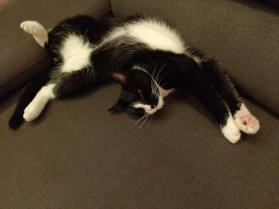 -pafel - #koty #kitku no jak on śpi...