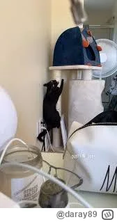 daray89 - #codziennykotopetany #dziwnekotki