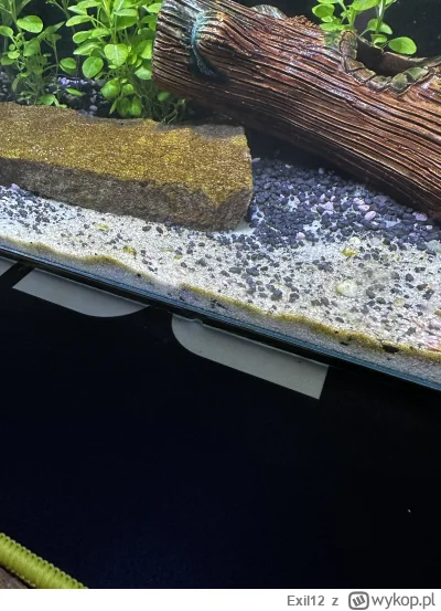 Exil12 - Hej!

moje pierwsze akwarium, 31l. Założone już ponad 3 tygodnie temu. Od ki...