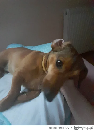 N.....y - @StanMarsh93 skundlony jamnik