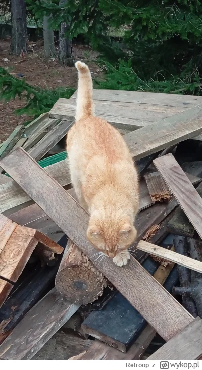 Retroop - NEIGHBOR CAT INVASION TIME #kitku