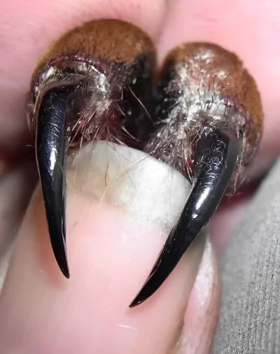 cheeseandonion - This is what the chelicerae (fangs) of the Goliath Tarantula look li...