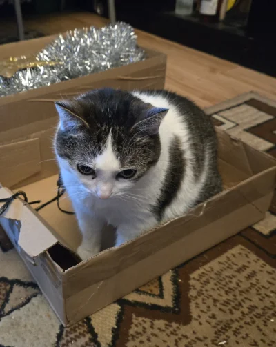 Solsith - #pokazkota #spaslak magia świąt¯\(ツ)/¯