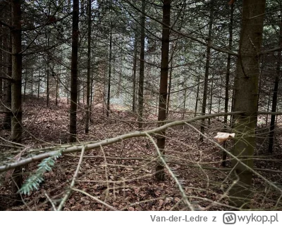 Van-der-Ledre - Śladów obecności wilków nadal nie zanotowałem, nie ma tu nic, ani nik...