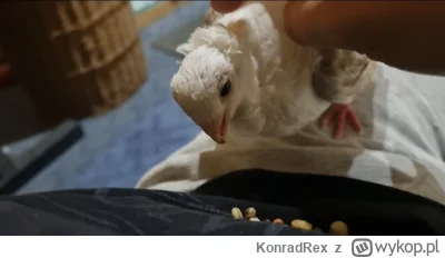 KonradRex - @Wanzey miałem na brzuchu, bo inaczej by mnie nie kochał xD