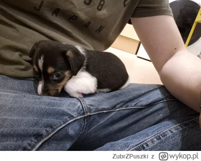 ZubrZPuszki - #pieseczkizprzypadku #pies Ja tu tylko się pochwalić. Mój pierwszy pies...