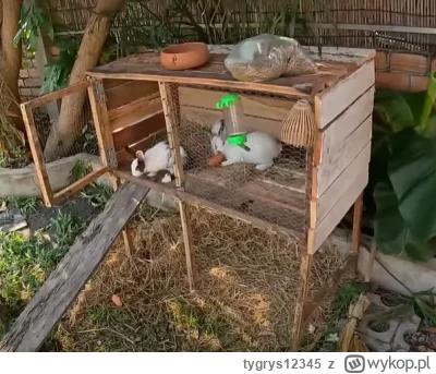 tygrys12345 - #raportzpanstwasrodka Klatka zrobiona przes stolarza. Po włożeniu siana...