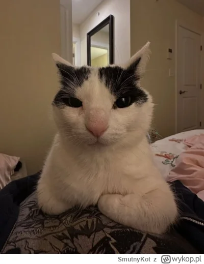 SmutnyKot - #dziwnekotki