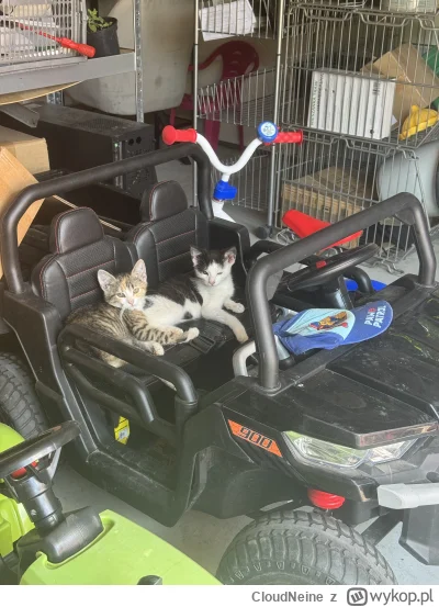 CloudNeine - #pokazkota (｡◕‿‿◕｡)