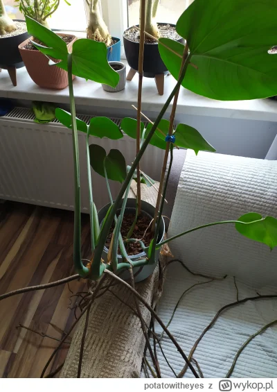 potatowitheyes - #rosliny #kiciochpyta 
W mojej piwnicy mam monsterę. Wsadziłem taką ...