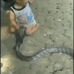 KurierInpost - #smiesznypiesek #zonabijealewolnobiega