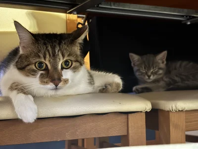 wybryknatury - @wybryknatury a jak odsypiała po szczepieniu to starszy brat pilnował