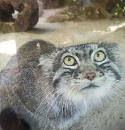 sumeryjskie_summerparty - Prognozowane są opady deszczu o natężeniu umiarkowanym, okr...