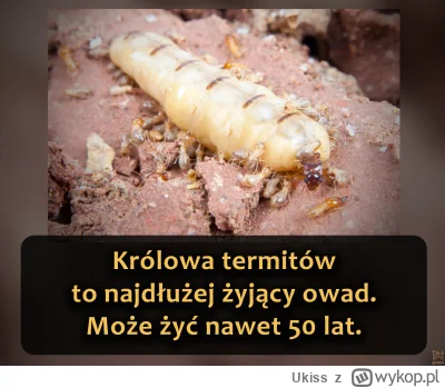 Ukiss - Termity to owady z rzędu karaczanów, które żywią się rozkładającą materią roś...