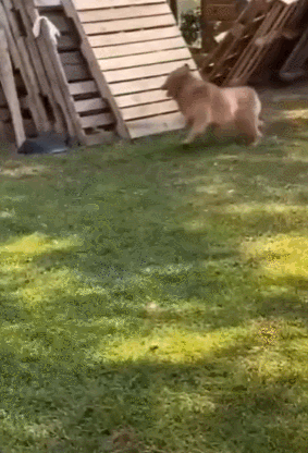 wfyokyga - Zabawy z kurkom