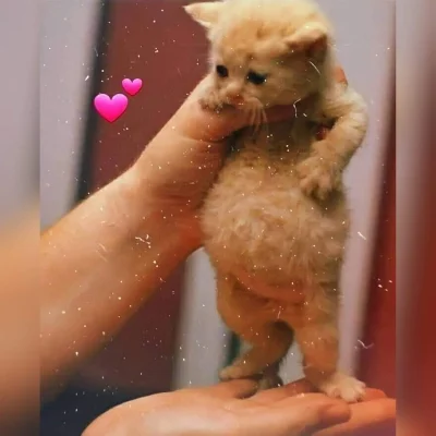 KapitanOdwiert - Gapisz mi się na bebech? #koty