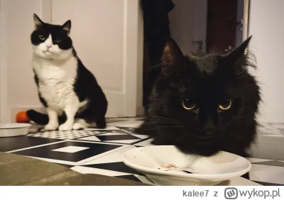 kalee7 - Kitku pojadły świątecznego indyka (｡◕‿‿◕｡) #kitku #pokazkota #koty