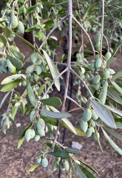 asdfghjkl - @MrBeast: w tym roku będzie lepiej ( ͡° ͜ʖ ͡°) w tym roku drzewa uginają ...