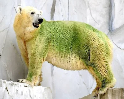 swisi - A może jest tak jak z niedźwiedziami polarnymi które też robią się zielone. U...