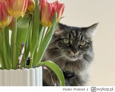 Vader-Poland - #pokazkota #koty #codziennapheuka #atencyjnykot  
Jestem kwiatem lotos...