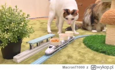 MacronT1000 - #bezczelnekotkiwchodzacenamakietykolejowe  #koty #kitku 

Koci fastfood