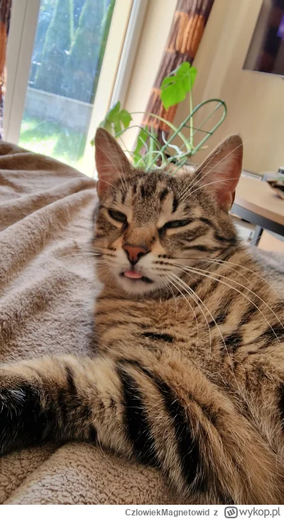 CzlowiekMagnetowid - Kiedy cały wypok zasrany hejtem na #psiarze a ty wolisz kotki
#k...