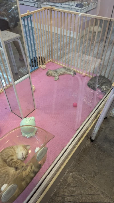 vulcanitu - #koty #koteczkizprzypadku
Koci żłobek