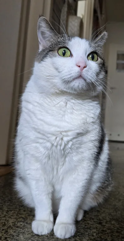 Solsith - Jaka dietaヽ( ͠°෴ °)ﾉ