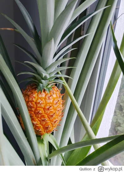 Qullion - Żniwa się zbliżają, wydaje się być dojrzały. #ogrodnictwo #rosliny
Minęło 5...