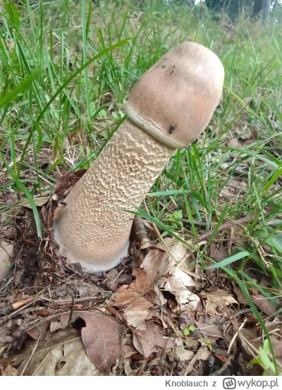 Knoblauch - @hans-kloss-23