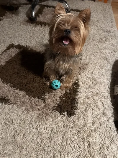 pomelobezkaca2 - lubie Pimpkowi rzucać pilke, fajnie by bylo jakby ja oddawal,

probo...