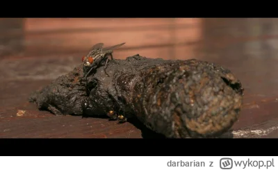 darbarian - @malymiskrzys: Każdą muchę ciągnie do gówna bo ma gówno zakodowane we łbi...
