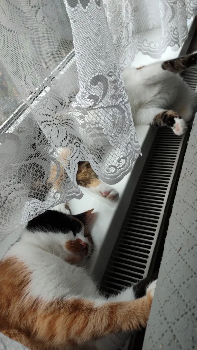 CatBaby - przygrzalo w banie (｡◕‿‿◕｡)

#pokazkota #kitku #koty