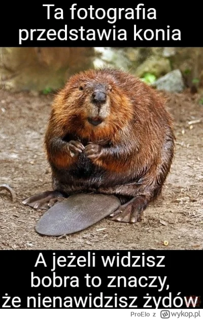 ProElo - ( ͡° ͜ʖ ͡° )つ──☆*:・ﾟ

#polityka #polska #wojna #izrael #heheszki  #humorobra...