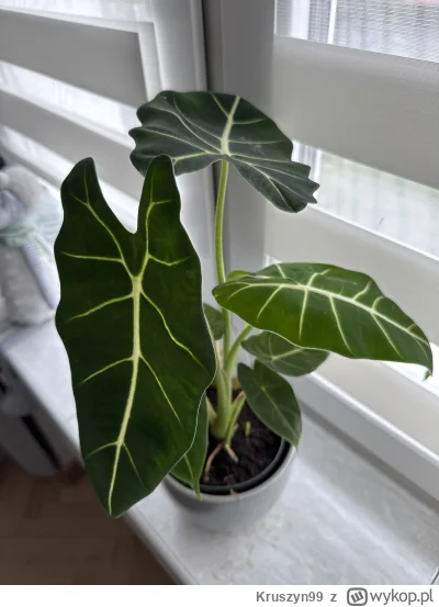 Kruszyn99 - Moja żona jeszcze nie wie że to będzie bydle ( ͡° ͜ʖ ͡°)

#rosliny #ogrod...