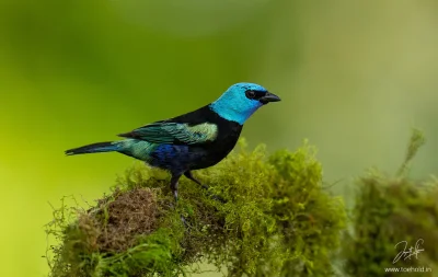 Lifelike - Tangarka niebieskoszyja (Stilpnia cyanicollis)
Autor
#photoexplorer #fotog...
