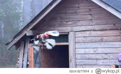 dzordz1984 - Zobaczcie jak ładnie udało mi się nagrać w #slowmotion #ptaki a w zasadz...