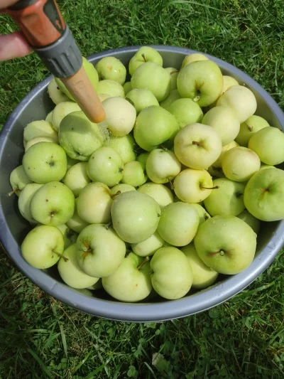 itakisiak - jabłoń obrodziła
#ogrod