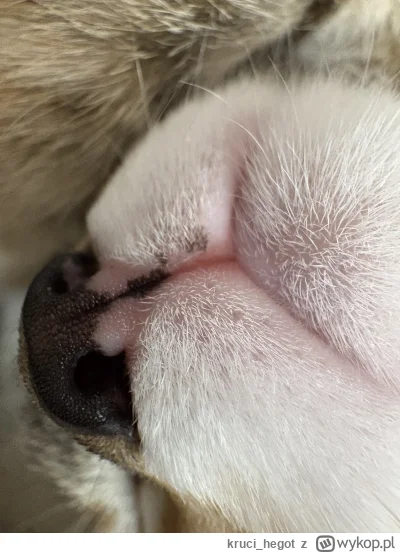 kruci_hegot - #pokazkota #koty #suziq
była ciekawska i dostała kociej mordy