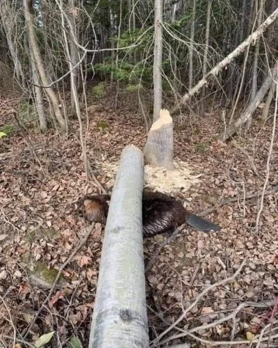 sveq91 - Wszystko dobrze panie bobrze?
#heheszki #smiesznypiesek #humorobrazkowy