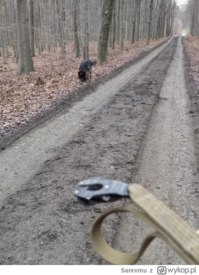 Sanremu - Mirki, też was w-------ą biegacze w lesie? Idę sobie z pieskiem spokojnie, ...