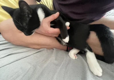 AMBIWALENTNYPSIUR - Chciałbym tak usypiać w sekunde #pokazkota