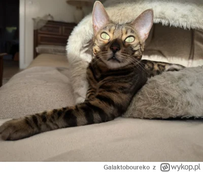 Galaktoboureko - #pokazkota #koty Coś widzi ale nie wiem co.