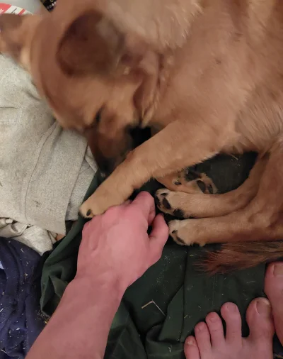 Homunculuszhejtowannabe_oskarek - Ktoś prosił zdjecie psa
@paczelok kiedy wracasz z b...