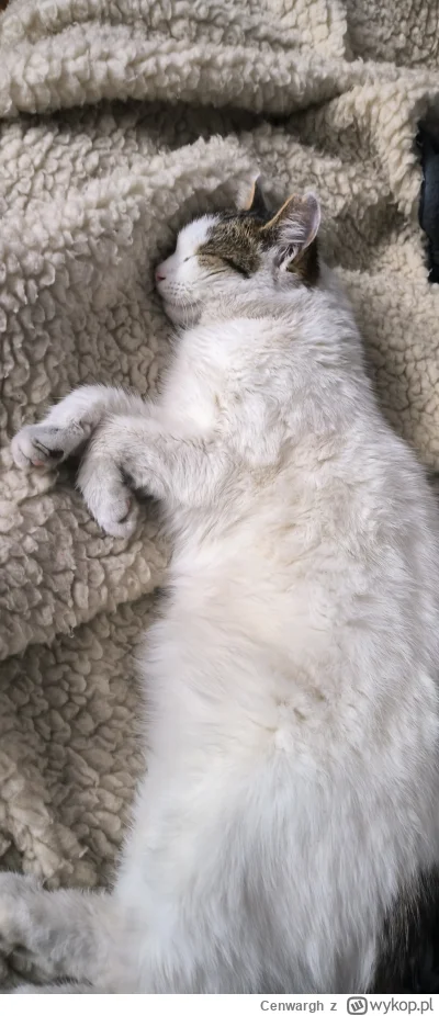Cenwargh - @Solsith: oddawaj mojego kota!