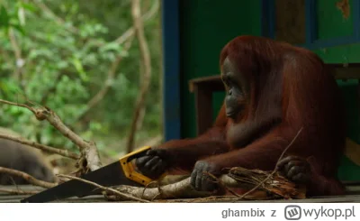 ghambix - Orangutan z piłką do drzewa. Niespotykane ( ͡° ͜ʖ ͡°)