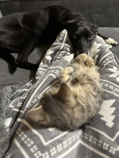 wybryk_natury - Piesek stópkarz 
#misiafanclub