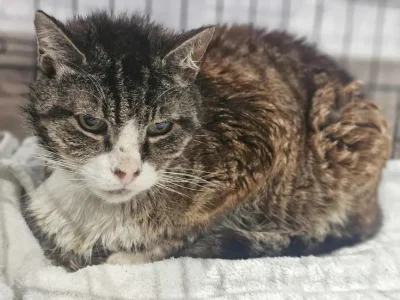 stowarzyszenie-trzymaj-sie-kocie - Poznajcie Szymusia – kociego wojownika z Rusocina ...