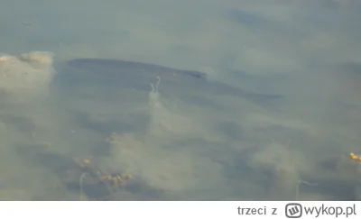 trzeci - Jaka to ryba? #pytaniedoeksperta #wedkarstwo #ryby 
Woda lekko zasolona, Bał...